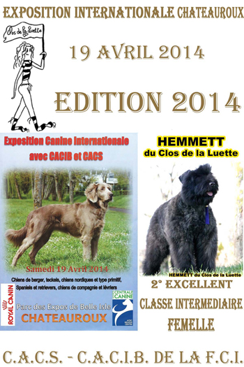 HEMMETT du Clos de la Luette © Elevage de Bouvier des Flandres du Clos de la Luette Copyright